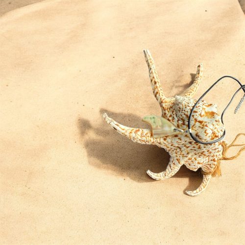 沖縄夜光貝AOVOY（アオヴォイ）